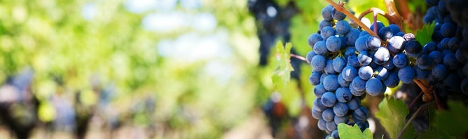 Wine in the Lot-et-Garonne