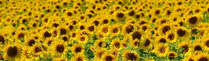Sunflowers in the Lot-et-Garonne